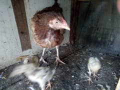 Hen with 3 chicks for sale
