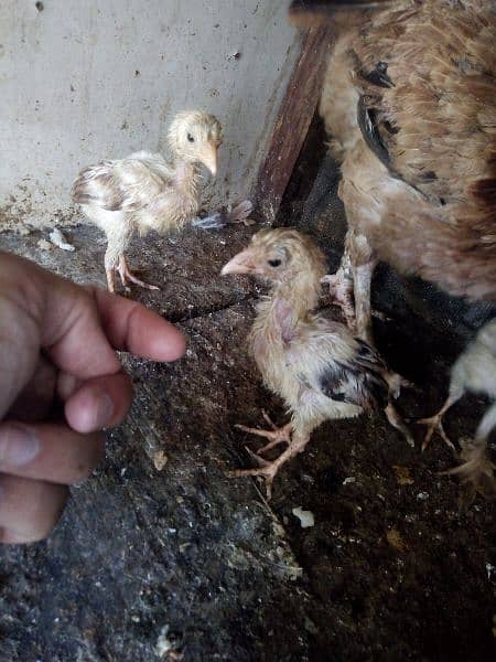 Hen with 3 chicks for sale 1