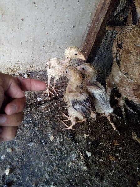 Hen with 3 chicks for sale 2