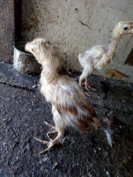 Hen with 3 chicks for sale 3