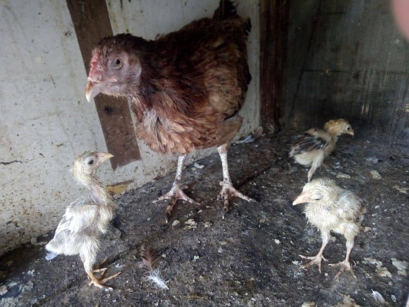 Hen with 3 chicks for sale 4