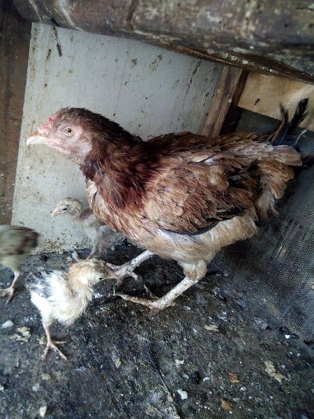 Hen with 3 chicks for sale 5