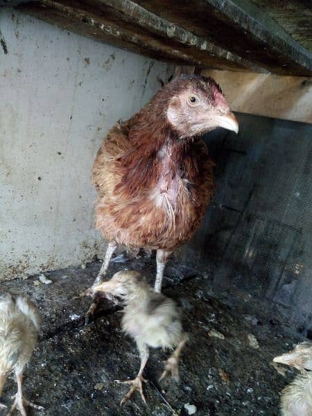 Hen with 3 chicks for sale 6