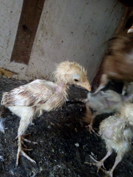 Hen with 3 chicks for sale 7