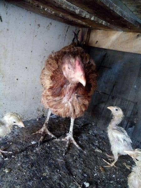 Hen with 3 chicks for sale 8