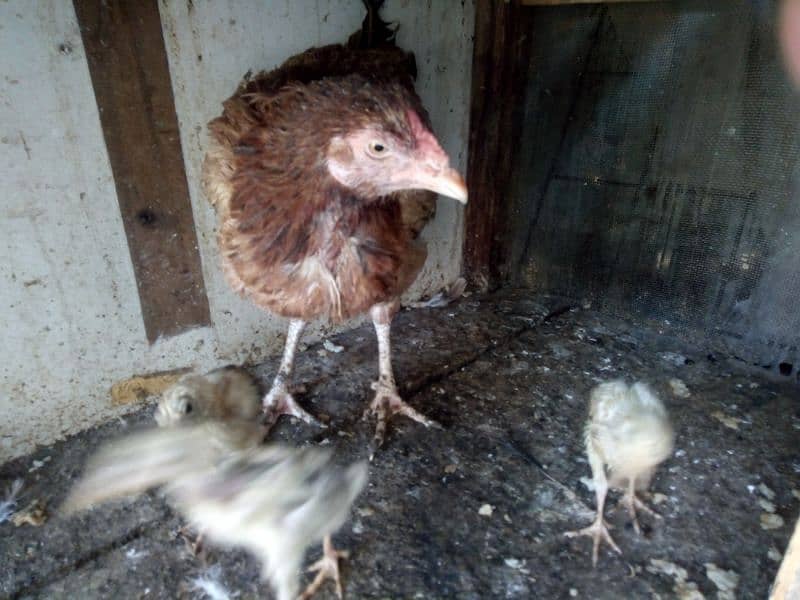 Hen with 3 chicks for sale 9