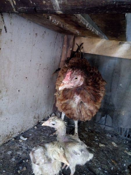 Hen with 3 chicks for sale 10