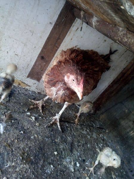 Hen with 3 chicks for sale 11