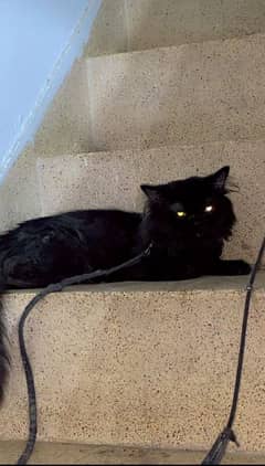 Persian Full Black 3rp coat kitten (Phone no:03284546670)
