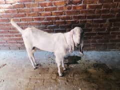 Bakra For sell