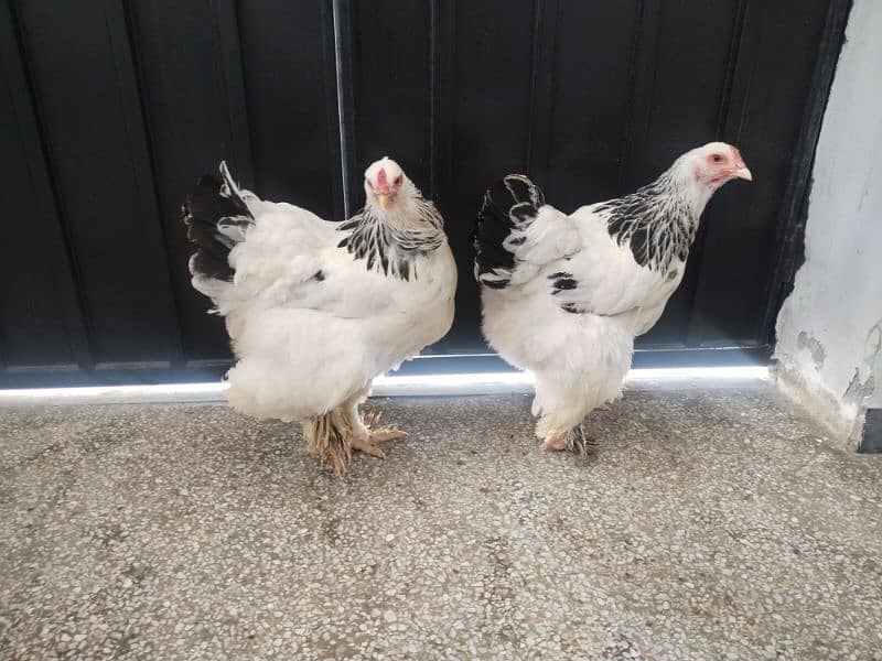 brahma hens for sale 1