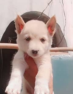 Russian puppies for sale 2 mahine