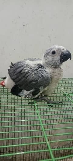 African Grey Parrot Chicks 0