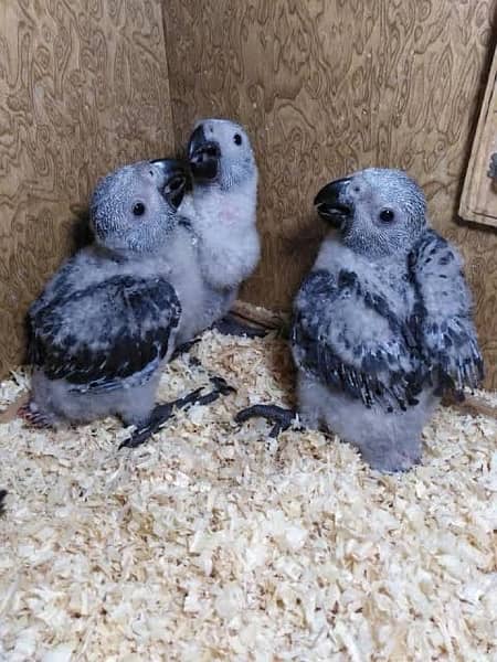 African Grey Parrot Chicks 1
