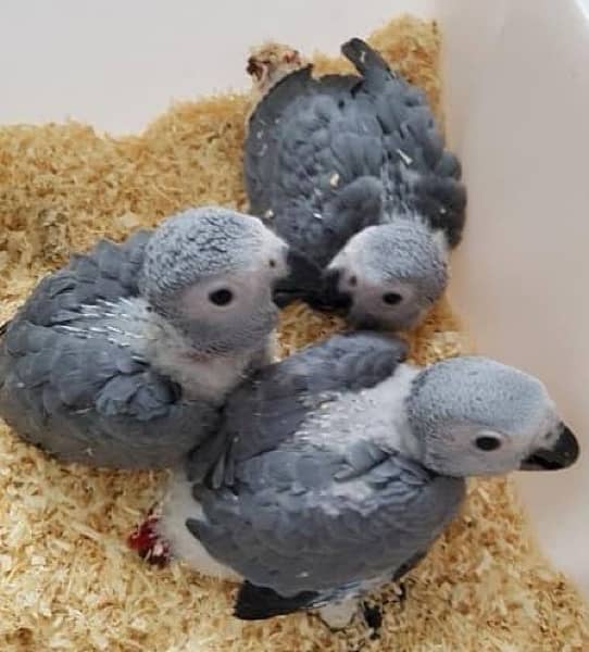 African Grey Parrot Chicks 2