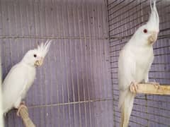 cockatiel Ino red eyes with 2 babies 0