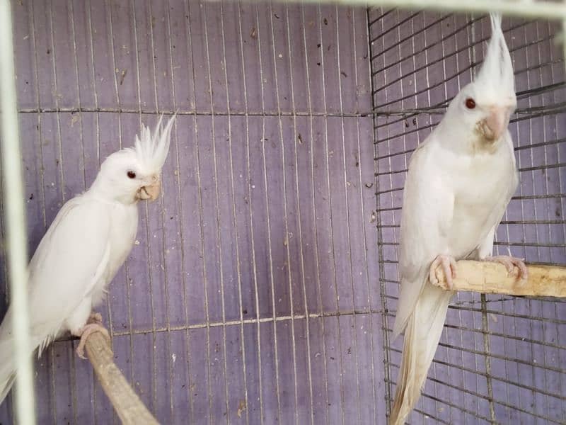 cockatiel Ino red eyes with 2 babies 1