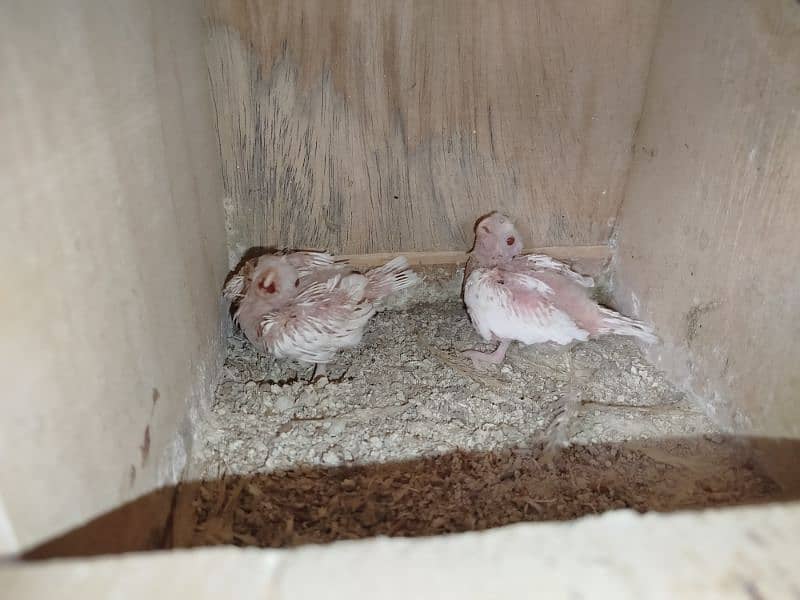 cockatiel Ino red eyes with 2 babies 6