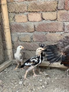 Aseel hen with 4 chicks