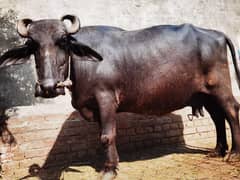 Buffalo for sale 7 month pregnant 03140673762 0