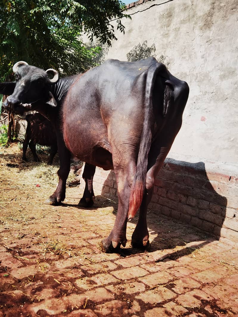 Buffalo for sale 7 month pregnant 03140673762 2
