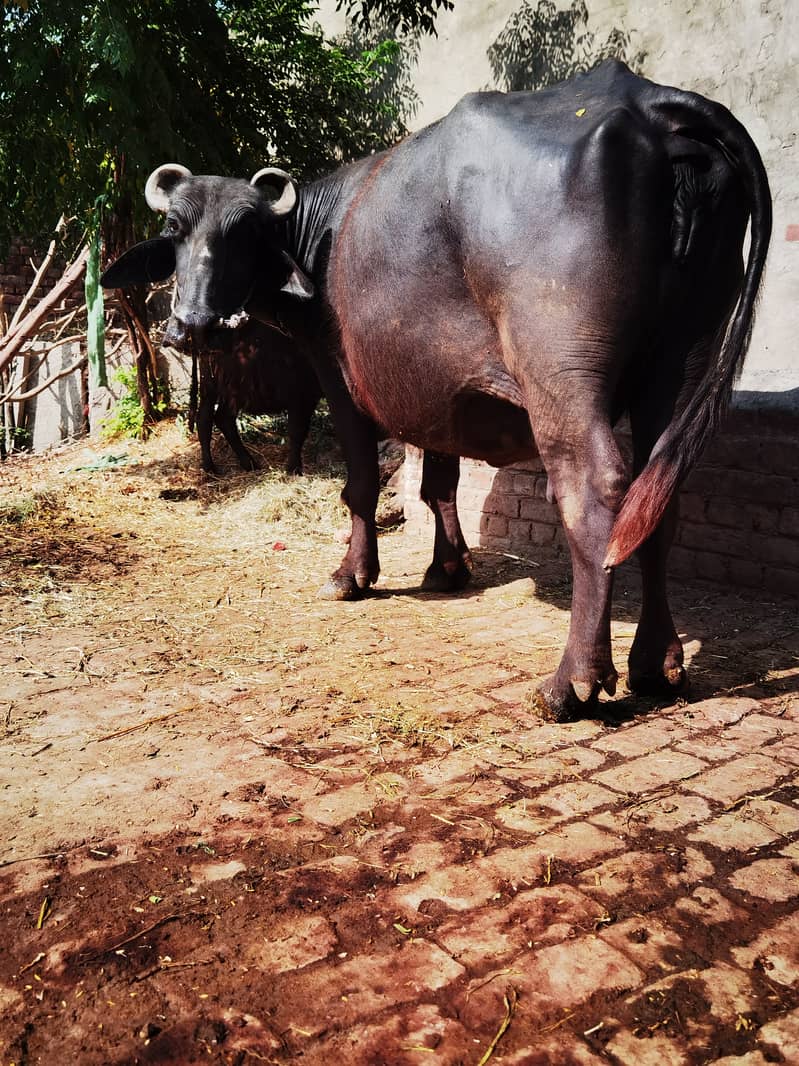 Buffalo for sale 7 month pregnant 03140673762 3