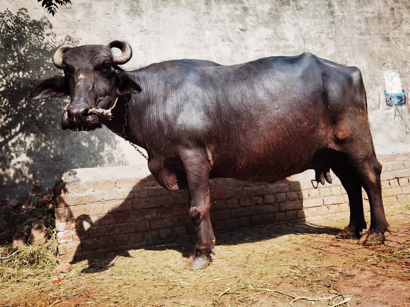 Buffalo for sale 7 month pregnant 03140673762 4