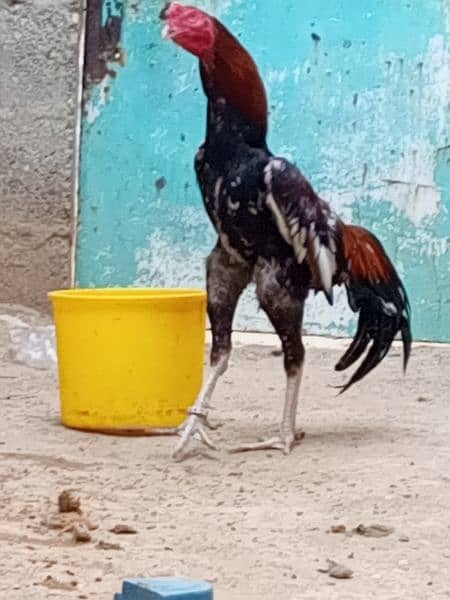 shamo male and female and eggs 5