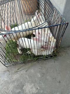 6 rabbits for sale