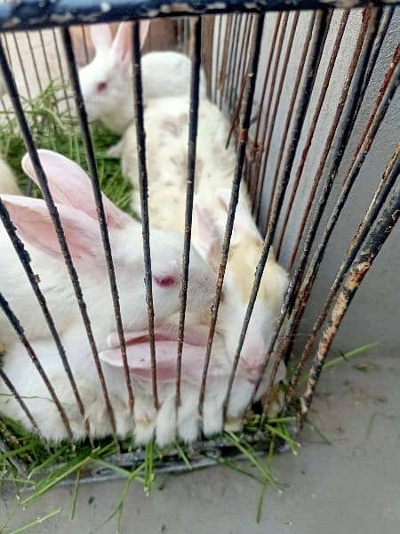 5 rabbits for sale 1