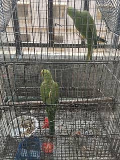 Parrot for sale 0