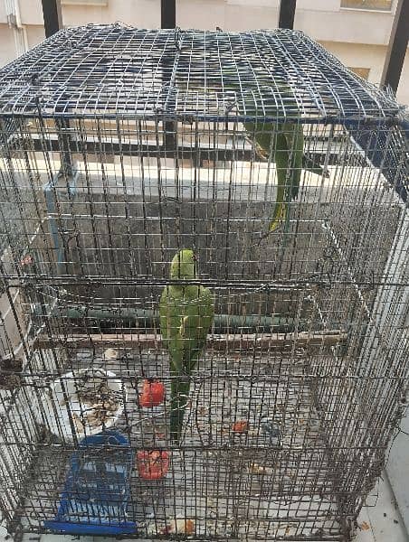 Parrot for sale 1