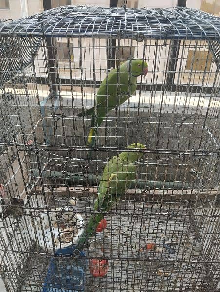 Parrot for sale 2