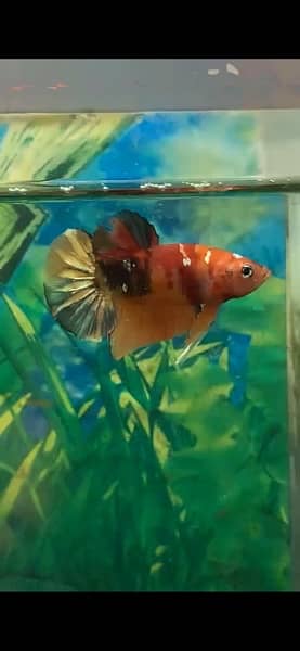 oscar ,blackmoor , redcap oranda, parrot fish , candy betta ,  arowana 6