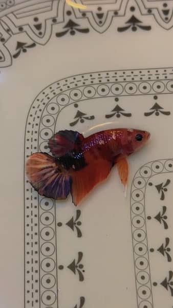 oscar ,blackmoor , redcap oranda, parrot fish , candy betta ,  arowana 7