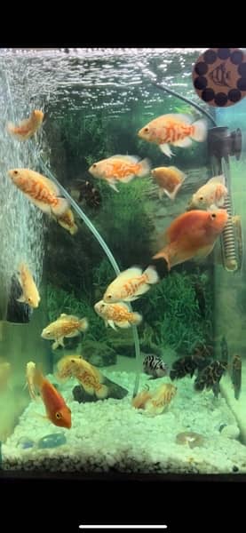 oscar ,blackmoor , redcap oranda, parrot fish , candy betta ,  arowana 11