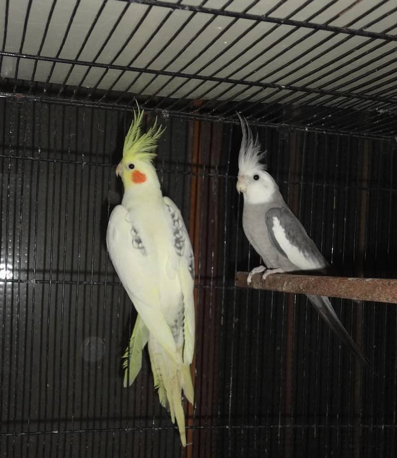 Cockatiel Pairs 1