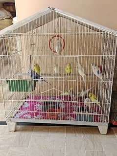Colony cage urgent sale