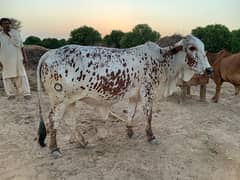 Desi Cholistani Cow For Sale 0