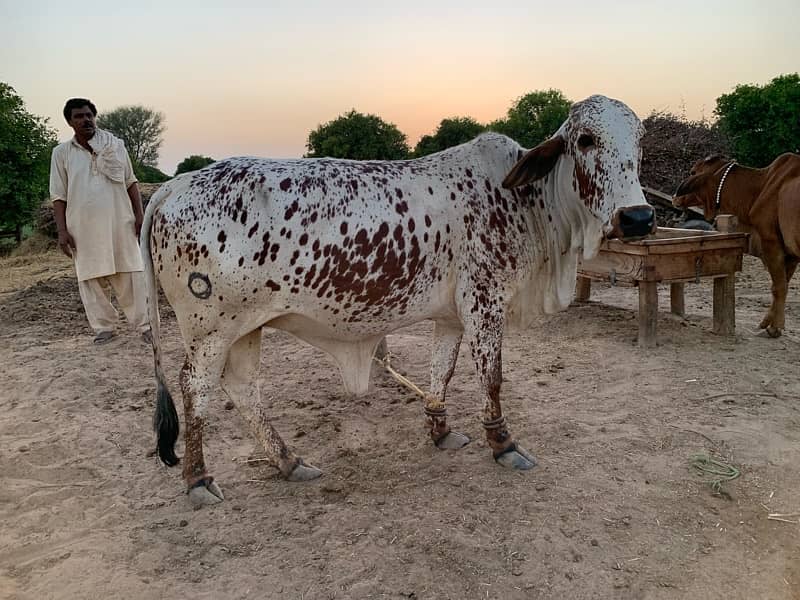 Desi Cholistani Cow For Sale 1