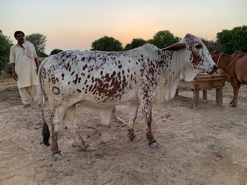 Desi Cholistani Cow For Sale 2