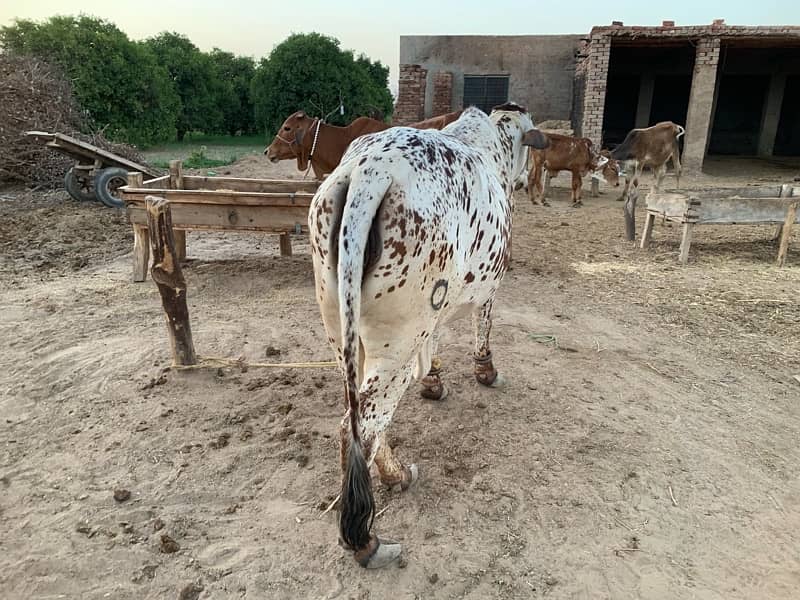 Desi Cholistani Cow For Sale 3