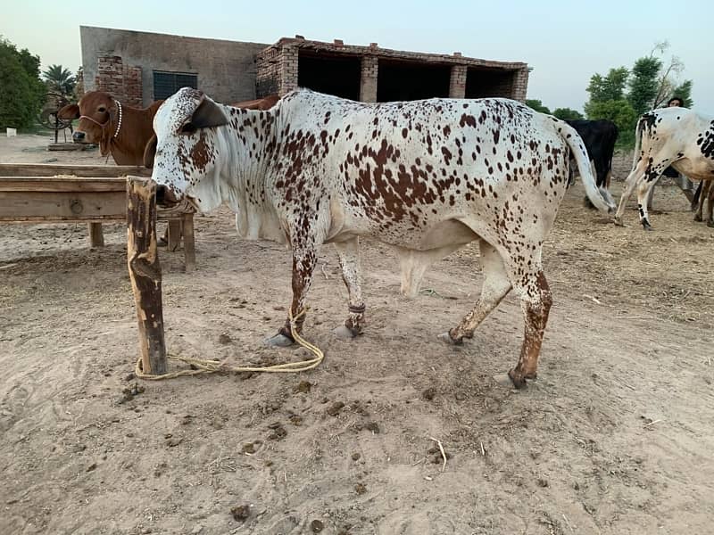 Desi Cholistani Cow For Sale 5