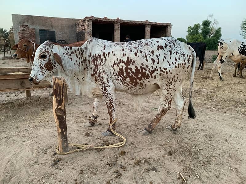 Desi Cholistani Cow For Sale 6