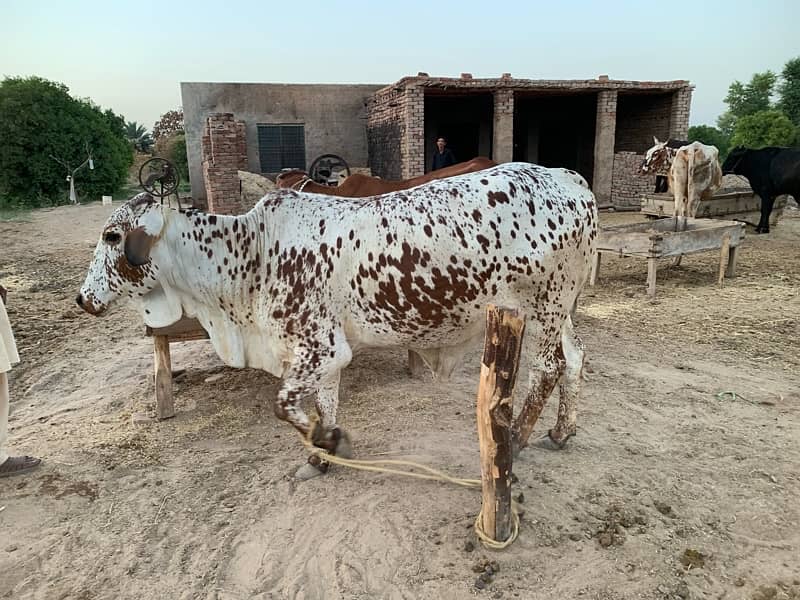 Desi Cholistani Cow For Sale 8