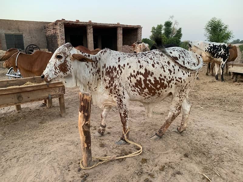 Desi Cholistani Cow For Sale 9