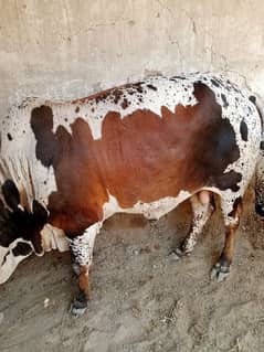 Cow | Bull | bachra | Desi wacha for Qurbani 2024 My 03287524873 have