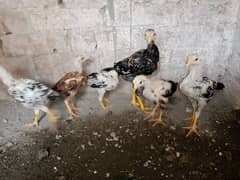 miawali aseel chicks age 2,5month