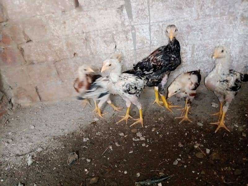miawali aseel chicks age 2,5month 1
