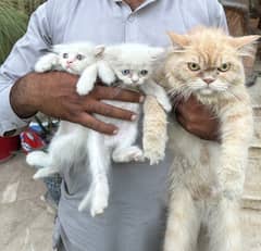 Persian Female Cat with 2 kittens